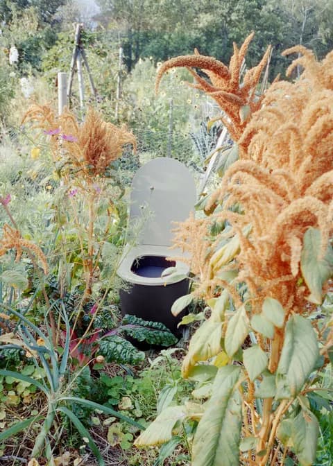 Luna with open beige lid in garden surrounded by amaranth and leafy greens in sunlight.